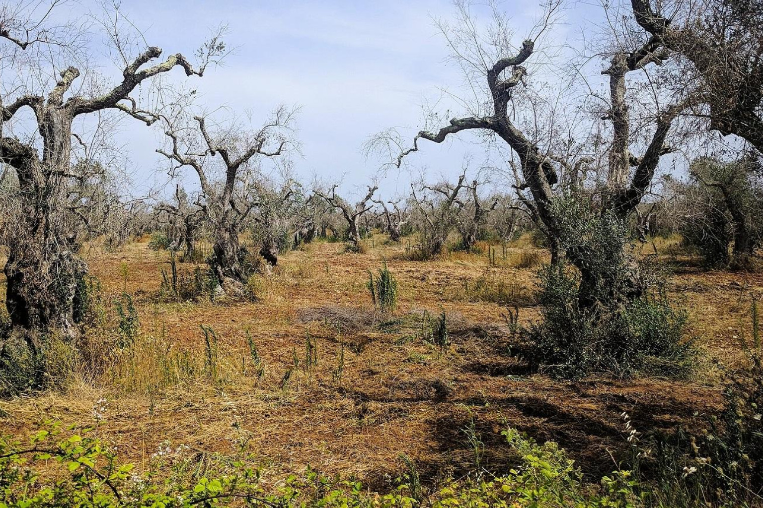 Oliventræer i Italien ser ødelagte ud efter at være blevet angrebet af Xylella fastidiosa - plantepest