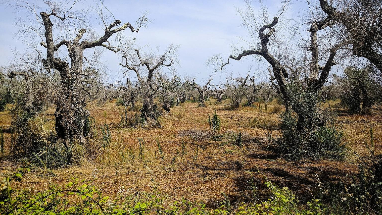 Oliventræer i Italien ser ødelagte ud efter at være blevet angrebet af Xylella fastidiosa - plantepest