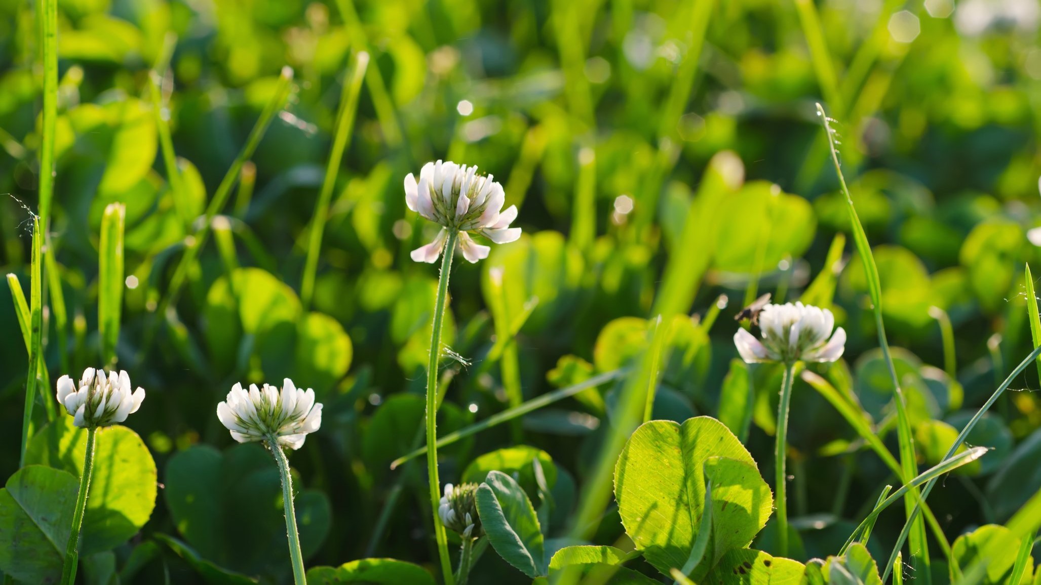 Nærbillede af hvidkløver