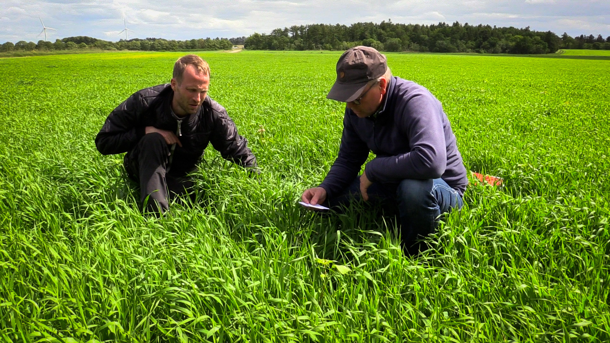 Økolog Morten Pedersen og plantekonsulent Erik Kristensen kigger efter de syv forskellige sorter af efterafgrøder, der vokser under vårbyggen på marken i Sørvad