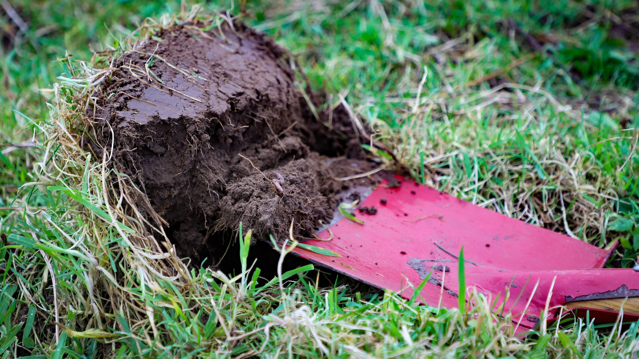 Spadestik i økogræsmark