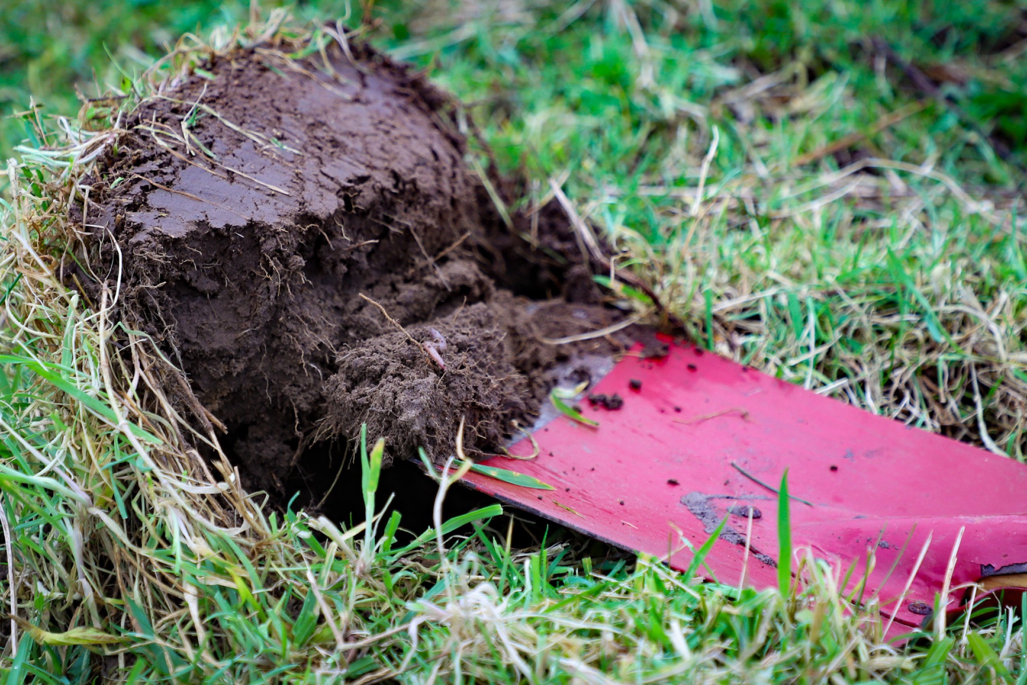 Spadestik i økogræsmark