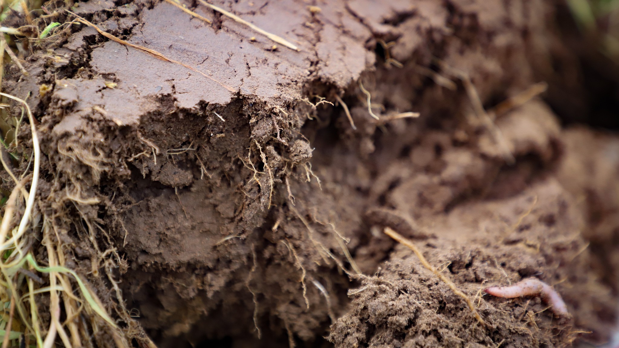 Samarbejdet mellem svampe og bakterier i jorden forbedrer jordens frugtbarhed og kulstofopbygning og hjælper planter med at optage næringsstoffer og modstå tørke