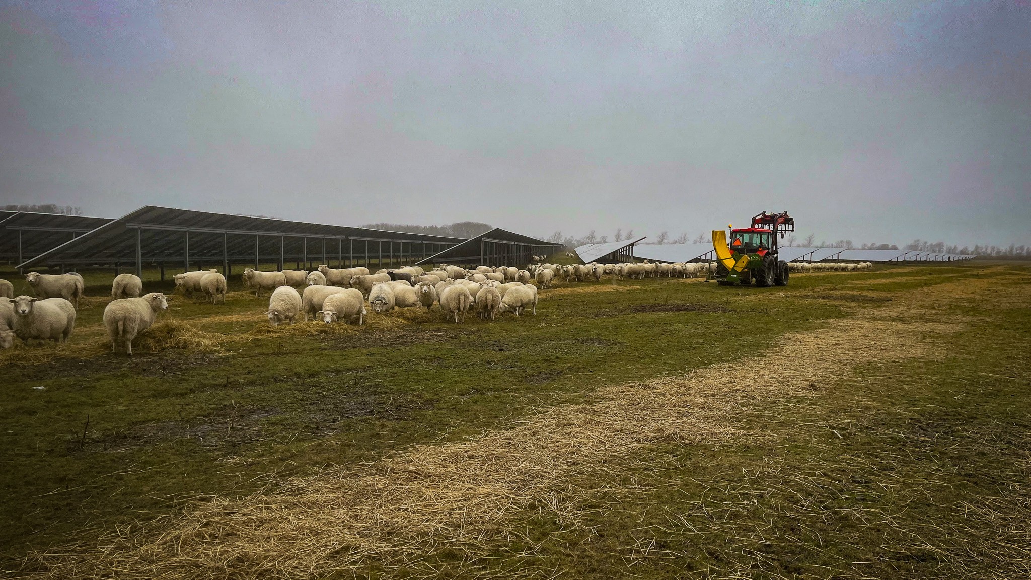 Om vinteren bliver dyrene fodret konventionelt