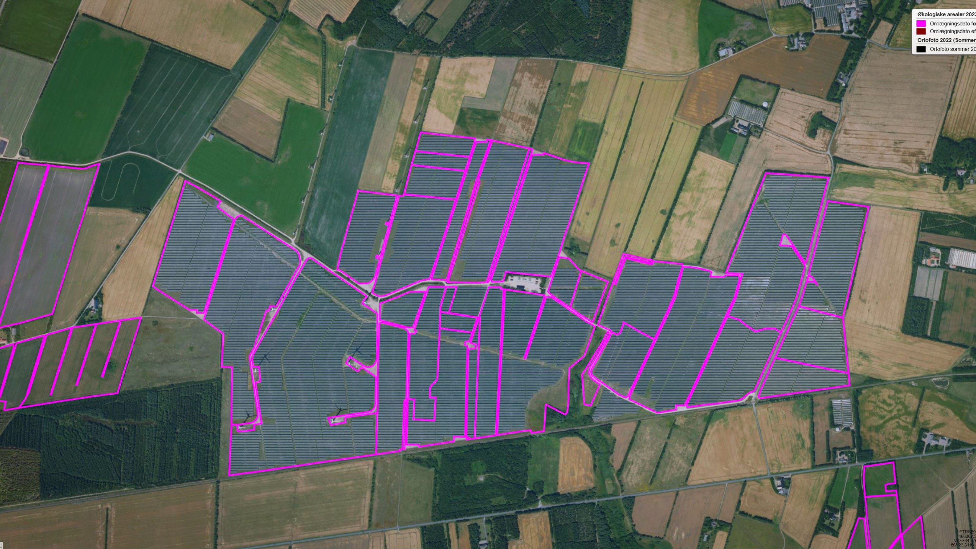 Bestseller ejer denne VE-park vest for Holstebro, som bliver afgræsset af får fra Storålam. De lyserøde streger på Landbrugsstyrelsens kort viser, hvor der er søgt økologisk hektarstøtte i 2023