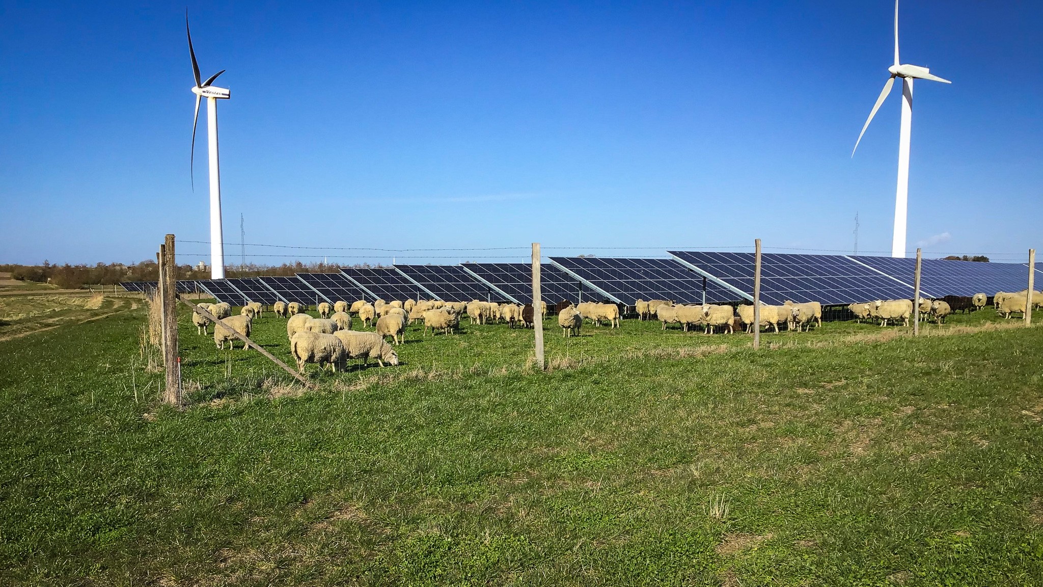Får fra Storålam afgræsser et økologisk areal en sommerdag ved Harre Solarpark i Nordsalling