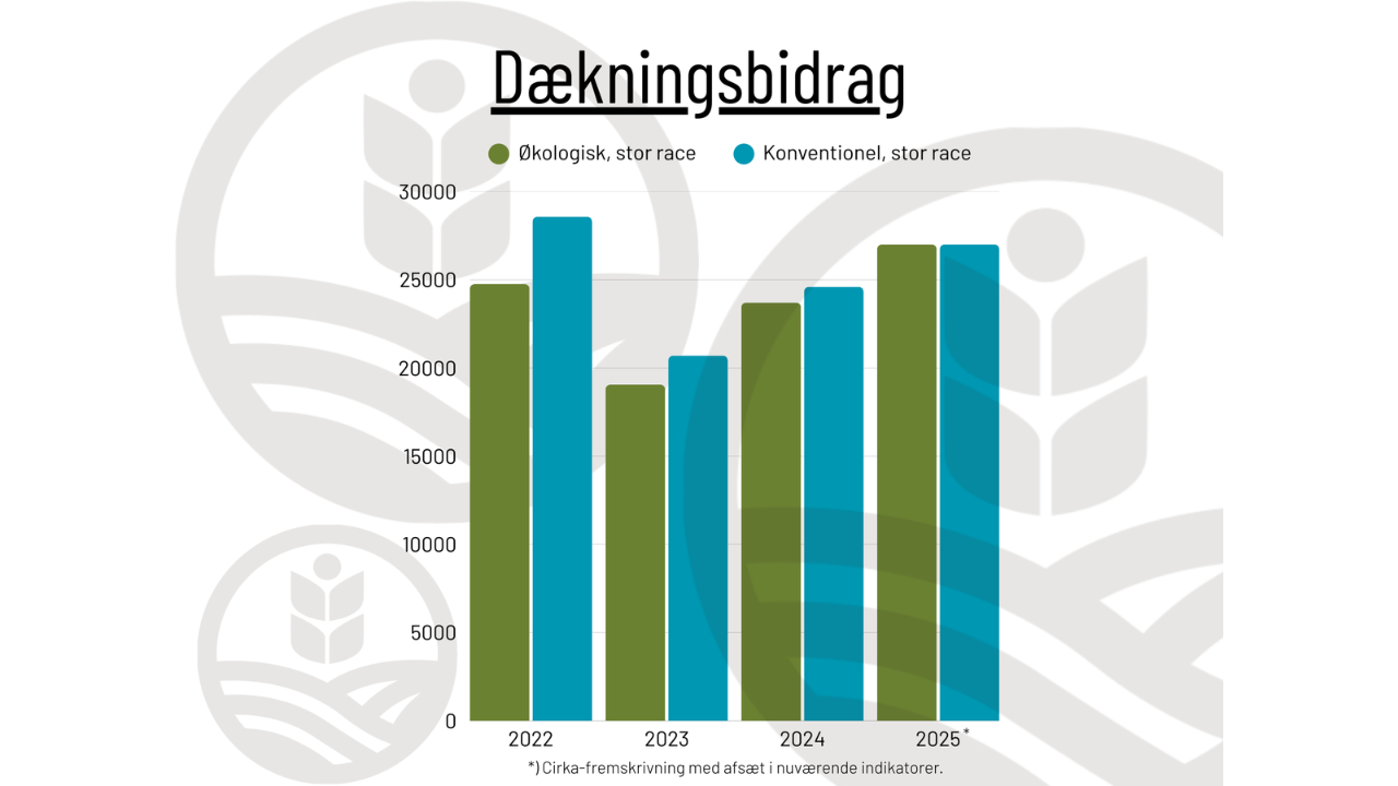 Udregningen tager udgangspunkt i ca. 9.600 kg EKM for en økologisk årsko, hvis dækningsbidraget skal være det samme. Afregningen er Arlas