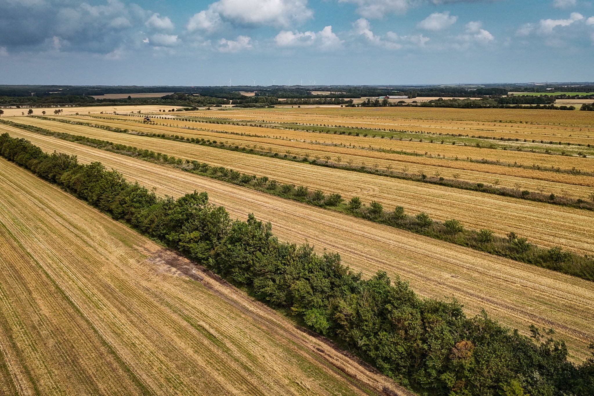 Rækker af frugttræer i skovlandbrug