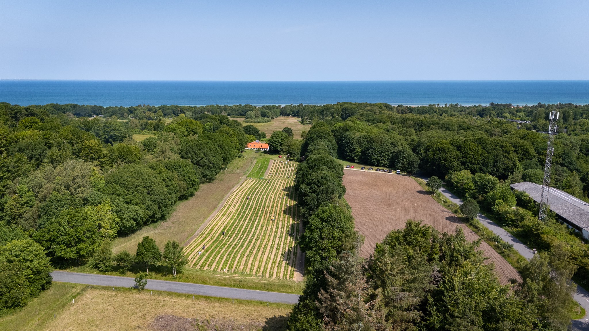 På marken til højre plantes der til efteråret 30.000 nye jordbærplanter, som kunderne får adgang til næste sæson