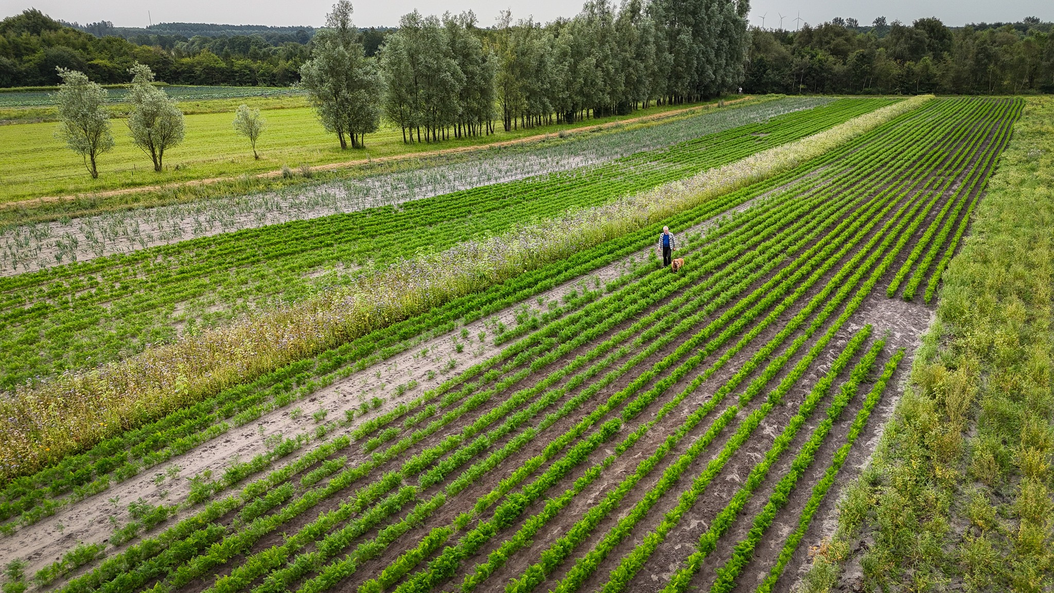 Der er plads til både læhegn og blomsterstriber mellem de biodynamiske grøntsager hos Karl Henning Mikkelsen