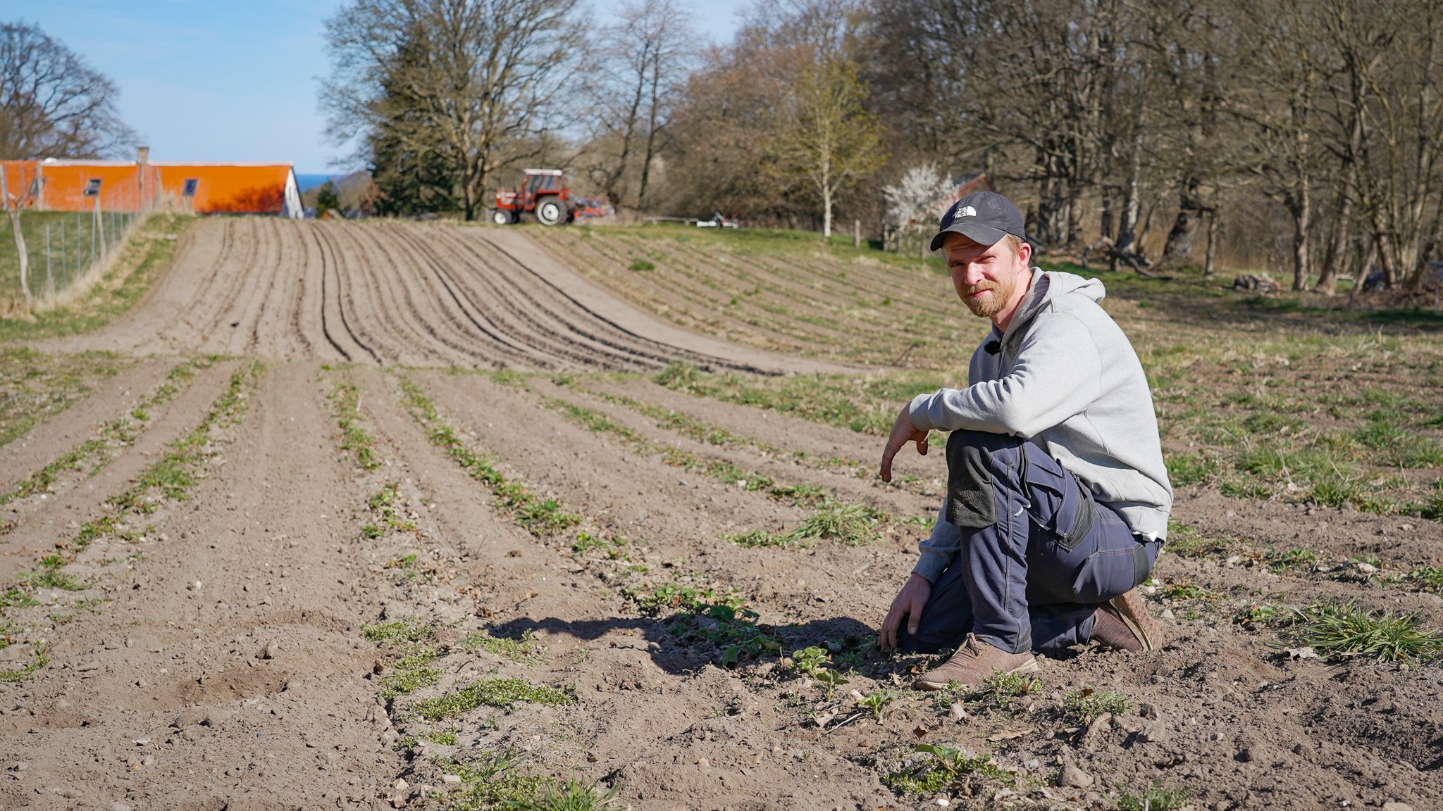 Dennis Weigelt Pedersen i jordbærrækkerne