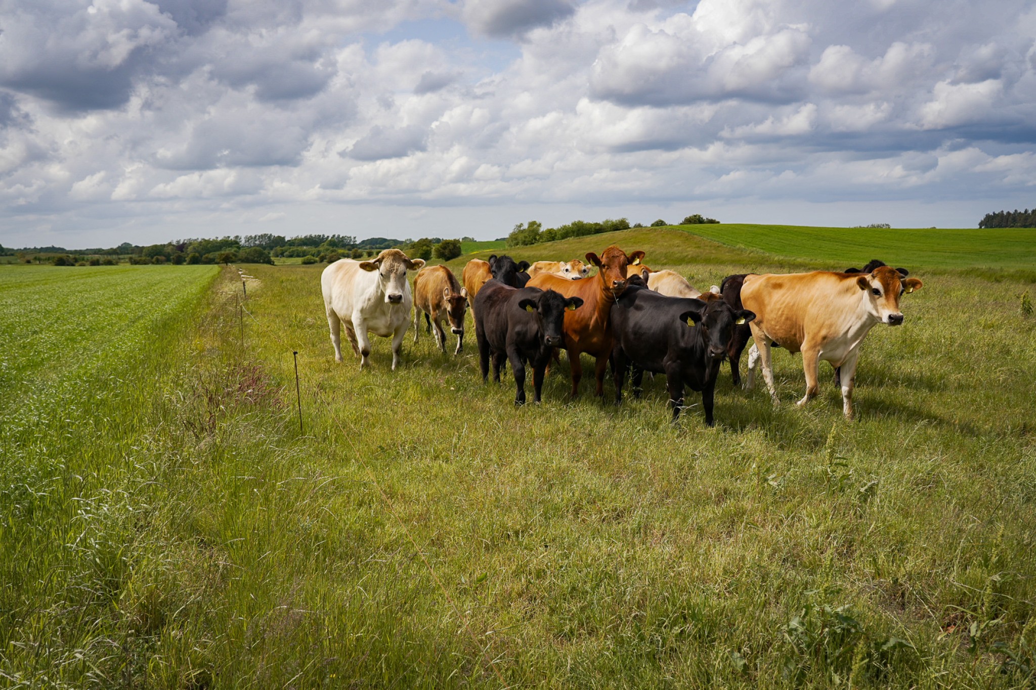 En tyr (tv) afgræsser græsarealer er udlagt til permanent afgræsning