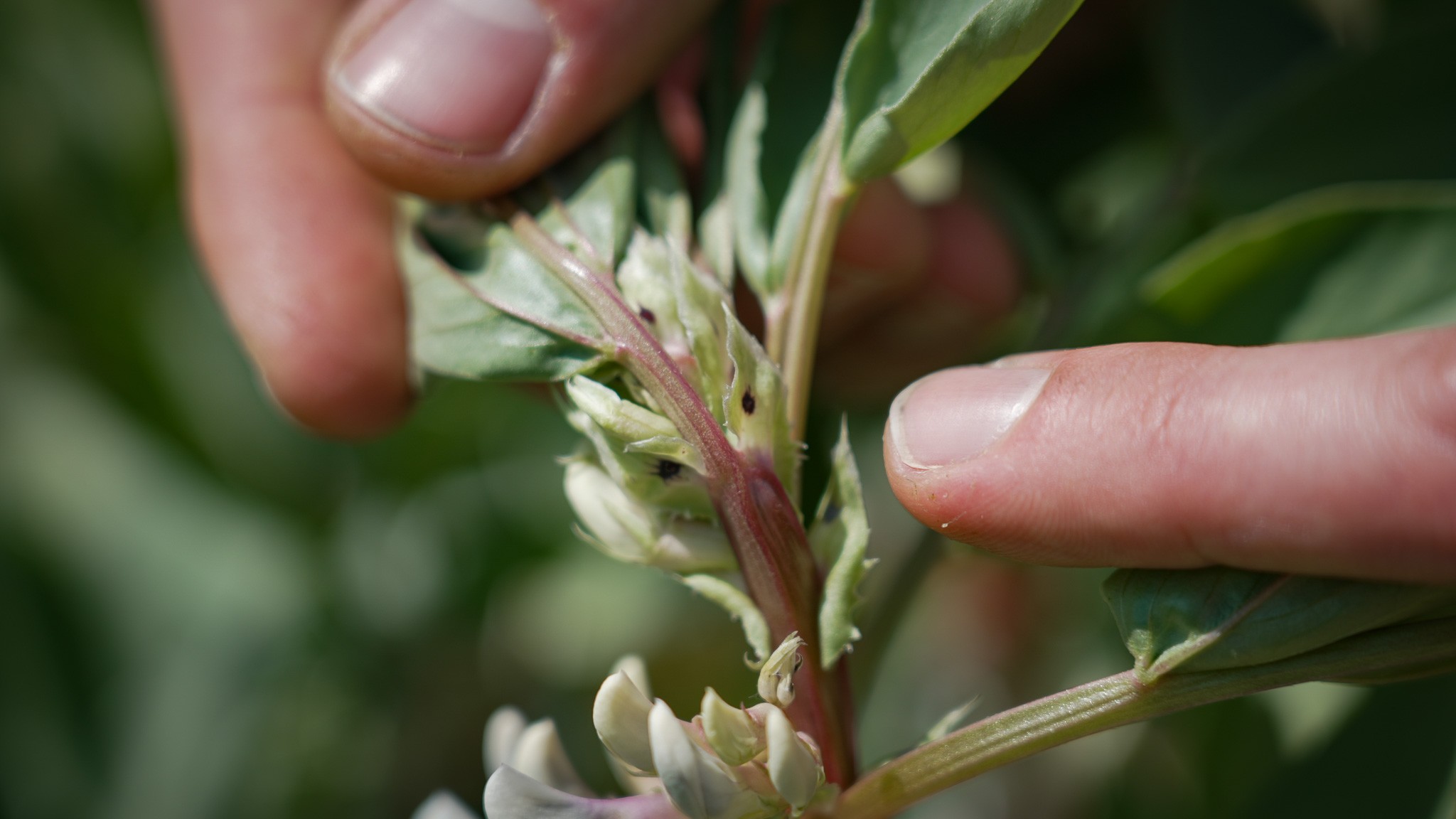 Mathias Hvam fortæller at de sorte pletter under blomsterne giver bierne en genvej ind til bunden af blomsterne