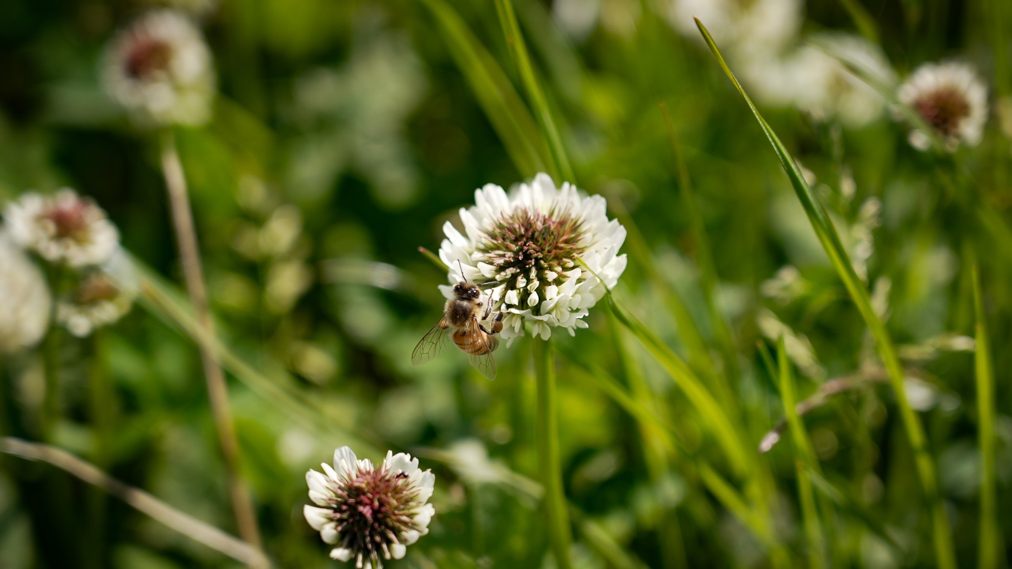 En af Mathias Hvams mange bier i gang med at give den helt afgørende bestøvning til hvidkløvermarkens blomster