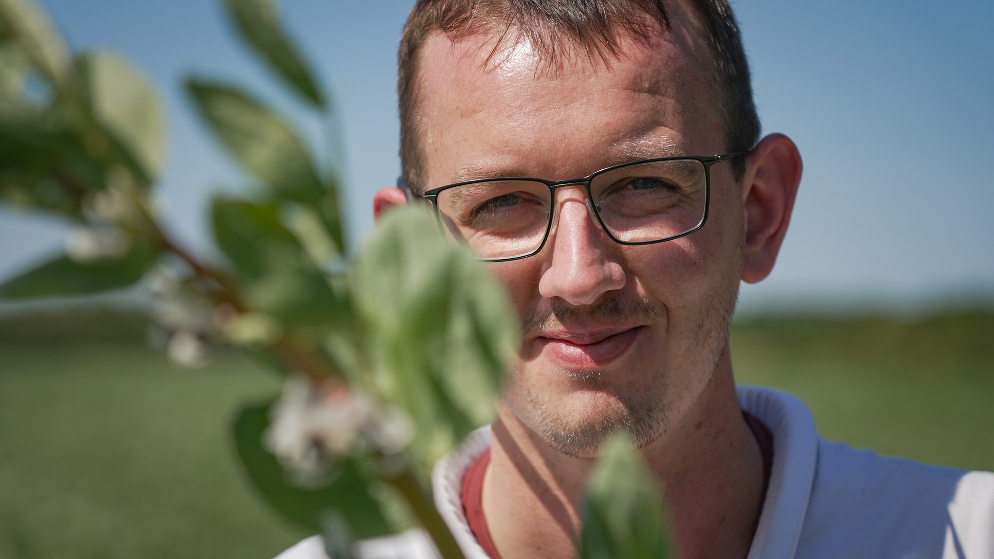 Biavler Mathias Hvem med en af de hestebønneplanter, som hans bier arbejder på for landmanden - og samtidig laver honning fra til ham