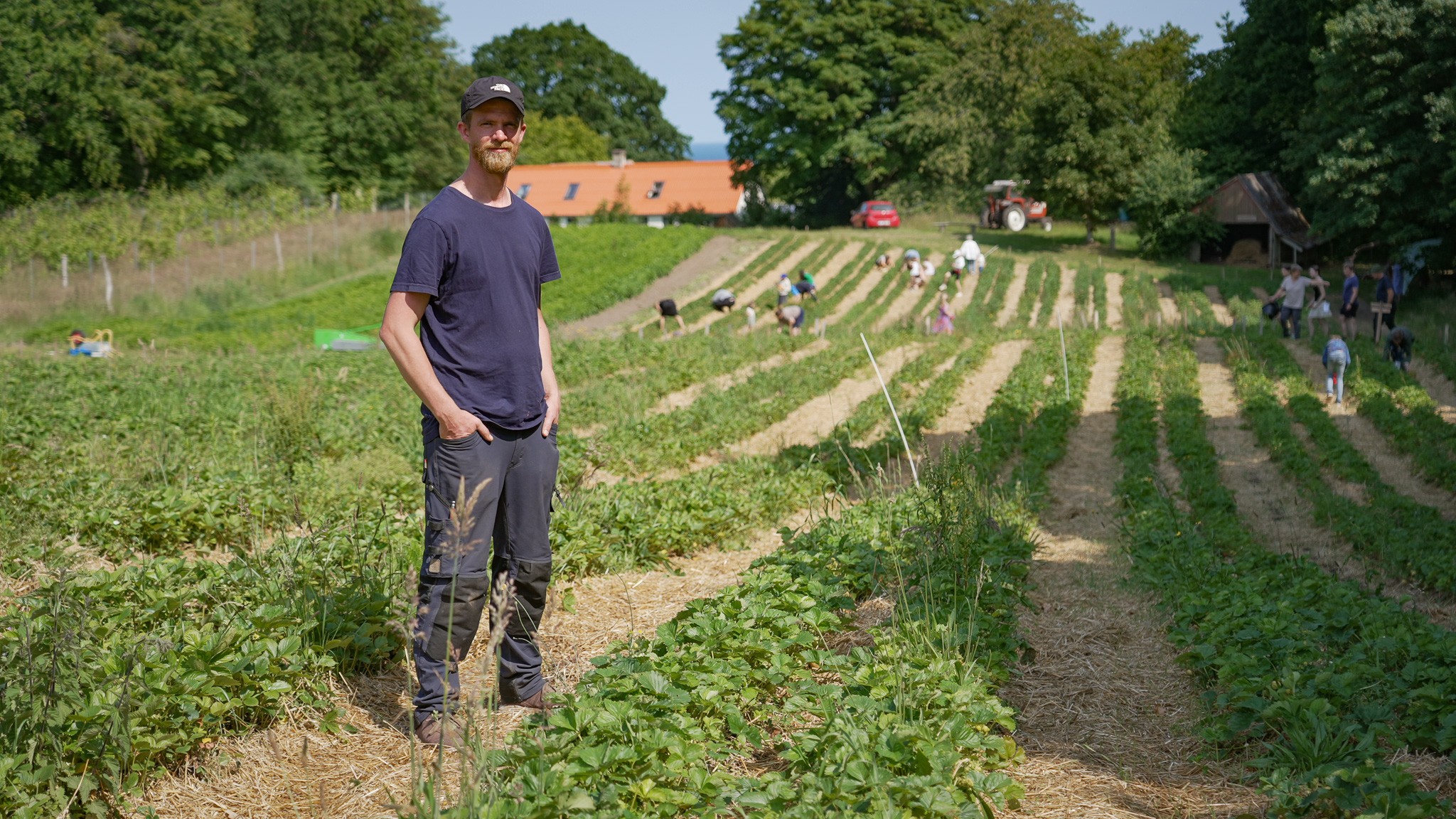 Kunderne holder hver dag i kø for at komme ind, når der åbnes for Dennis Weigelt Pedersens jordbærmarker på kanten af et stort sommerhusområde