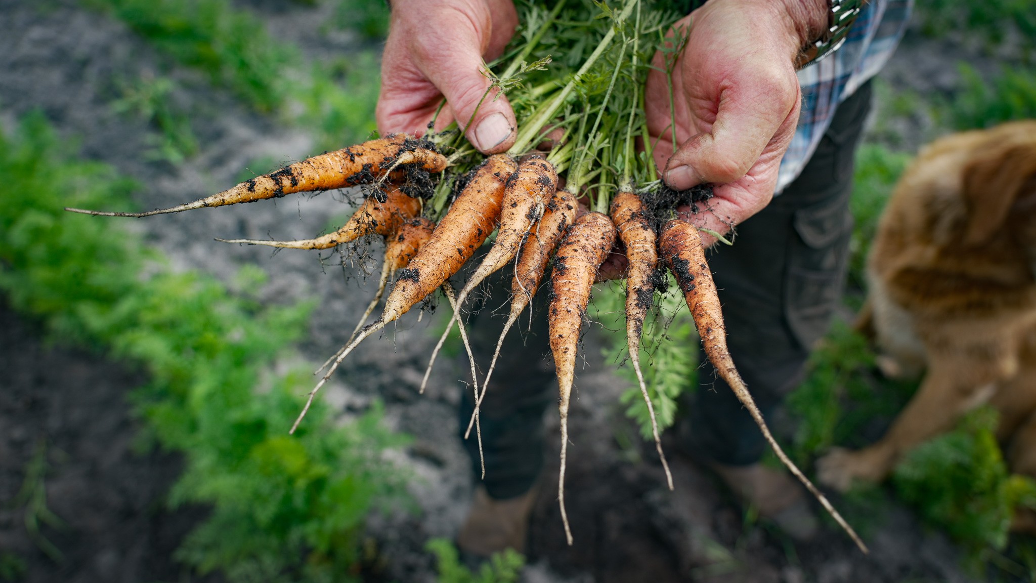 De biodynamiske gulerødderne fylder meget på markerne - også her får kvæget lov til at rydde marken for rester, når de er blevet høstet