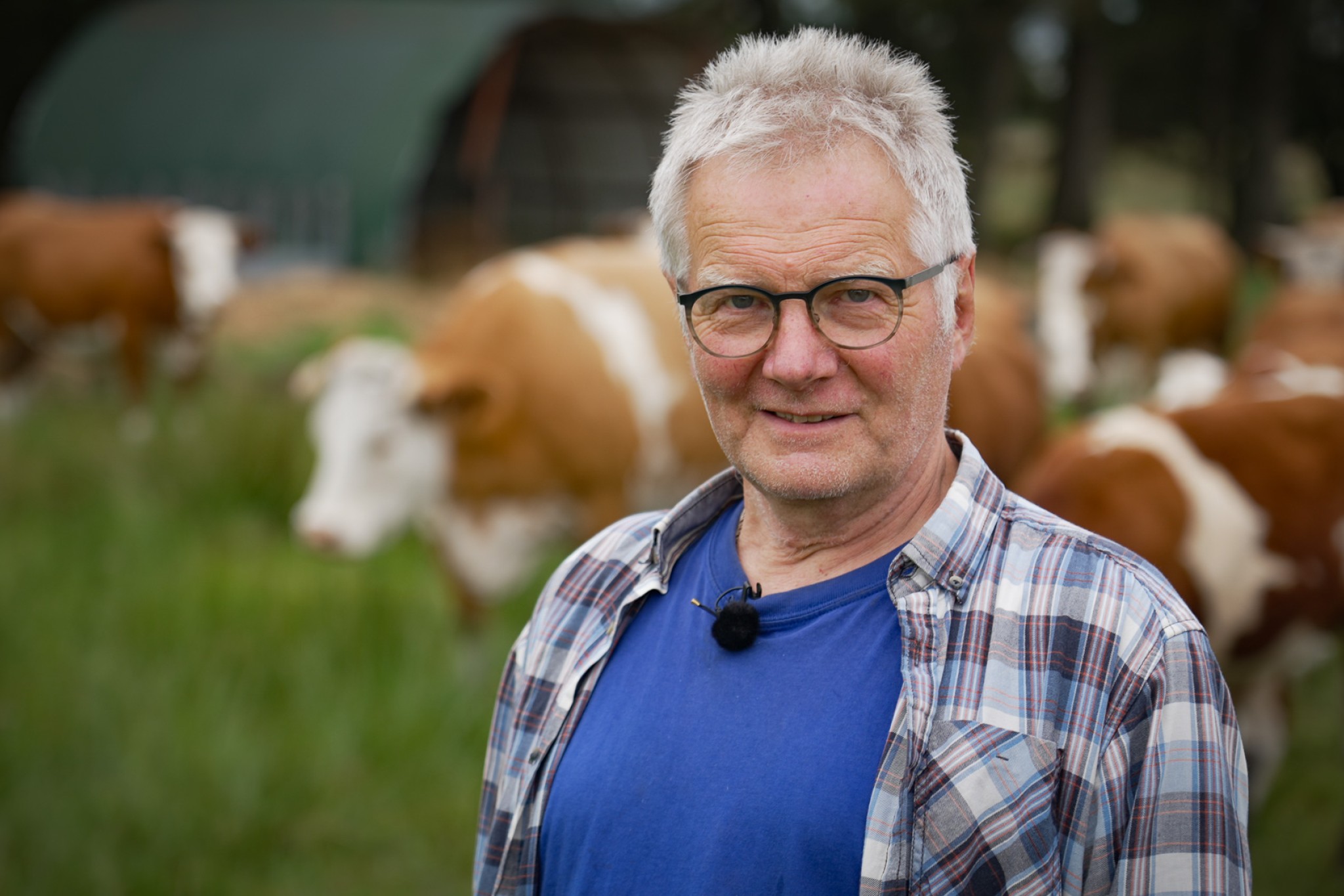 Karl Henning Mikkelsen foran sine 13 simmeltaler-kødkvæg