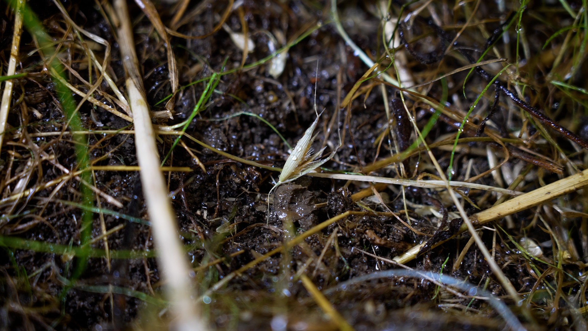 Så snart frøene udsættes for regn eller dug, begynder dens stak at bevæge sig og flytte frøet