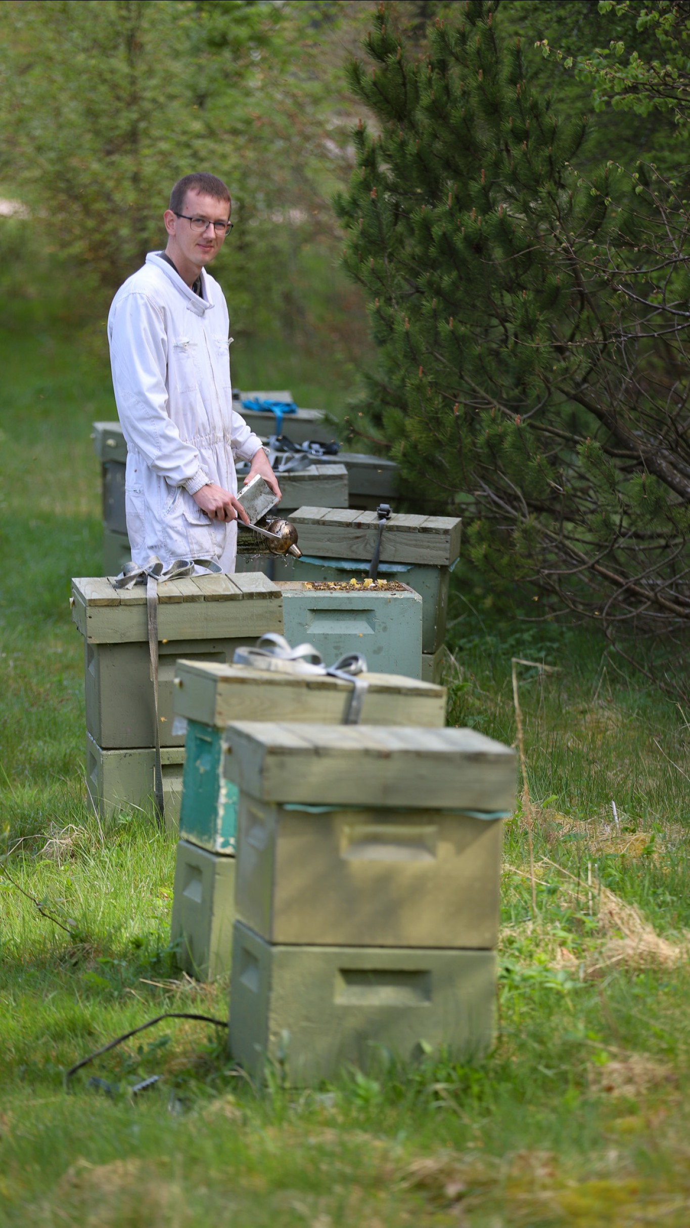 Biavler Mathias Hvam kører langt med sine økologiske bier for at finde en egnet placering. I 2024 havde han 45 økologiske bigårde som her i Stråsø Plantage i Vestjylland
