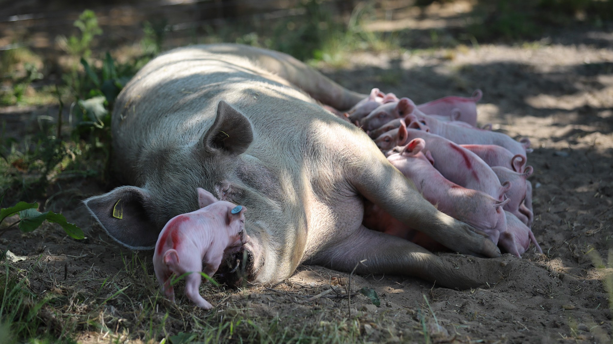 So hos landmand Brian Holm