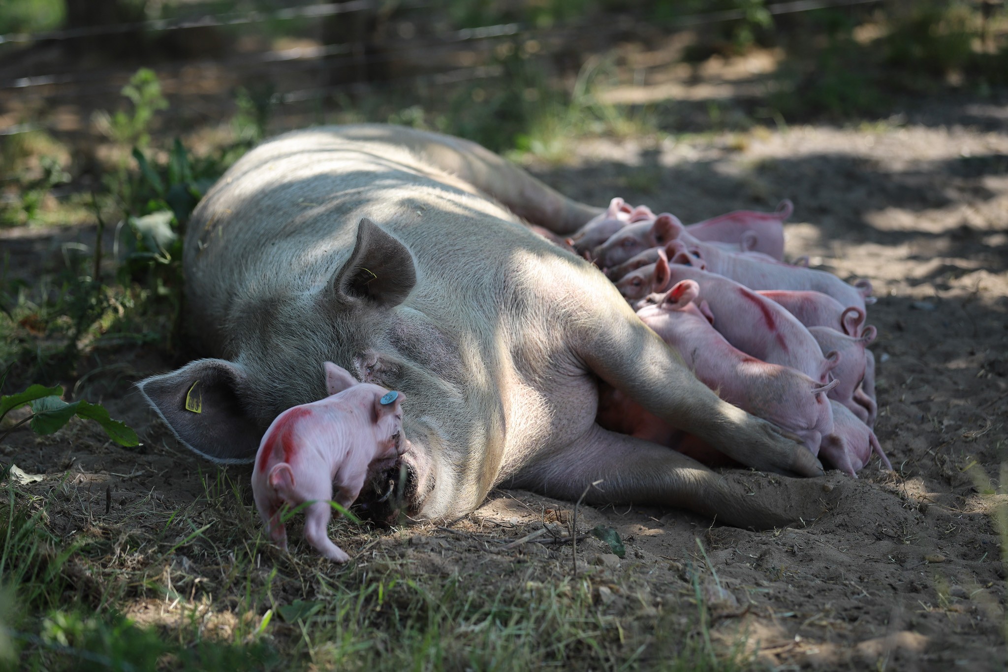 So hos landmand Brian Holm