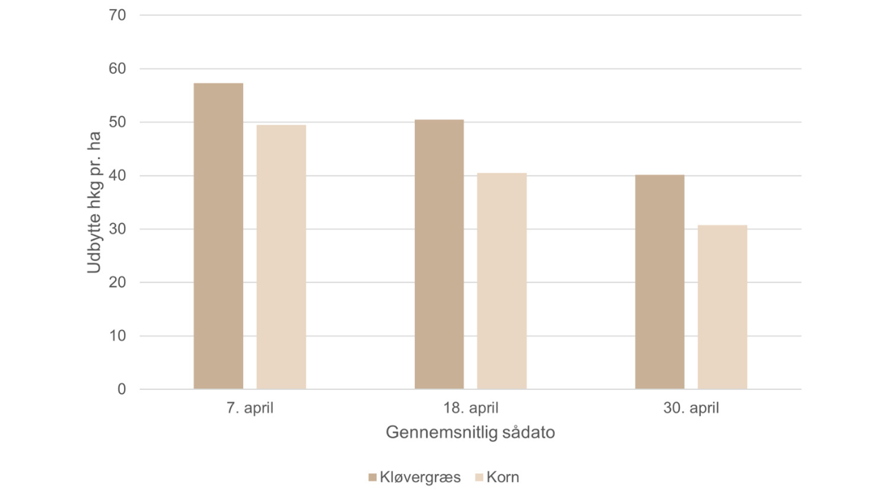 Udbytte i havre i 21 økologiske landsforsøg i 2009-2011. 11 forsøg har forfrugt kløvergræs, og 10 forsøg har forfrugt korn. Uanset forfrugt er der et fald i udbytte ved senere såning. Da forsøgene er fra forskellige marker, viser grafen ikke, om forfrugt kløvergræs er bedre end korn på en given lokalitet