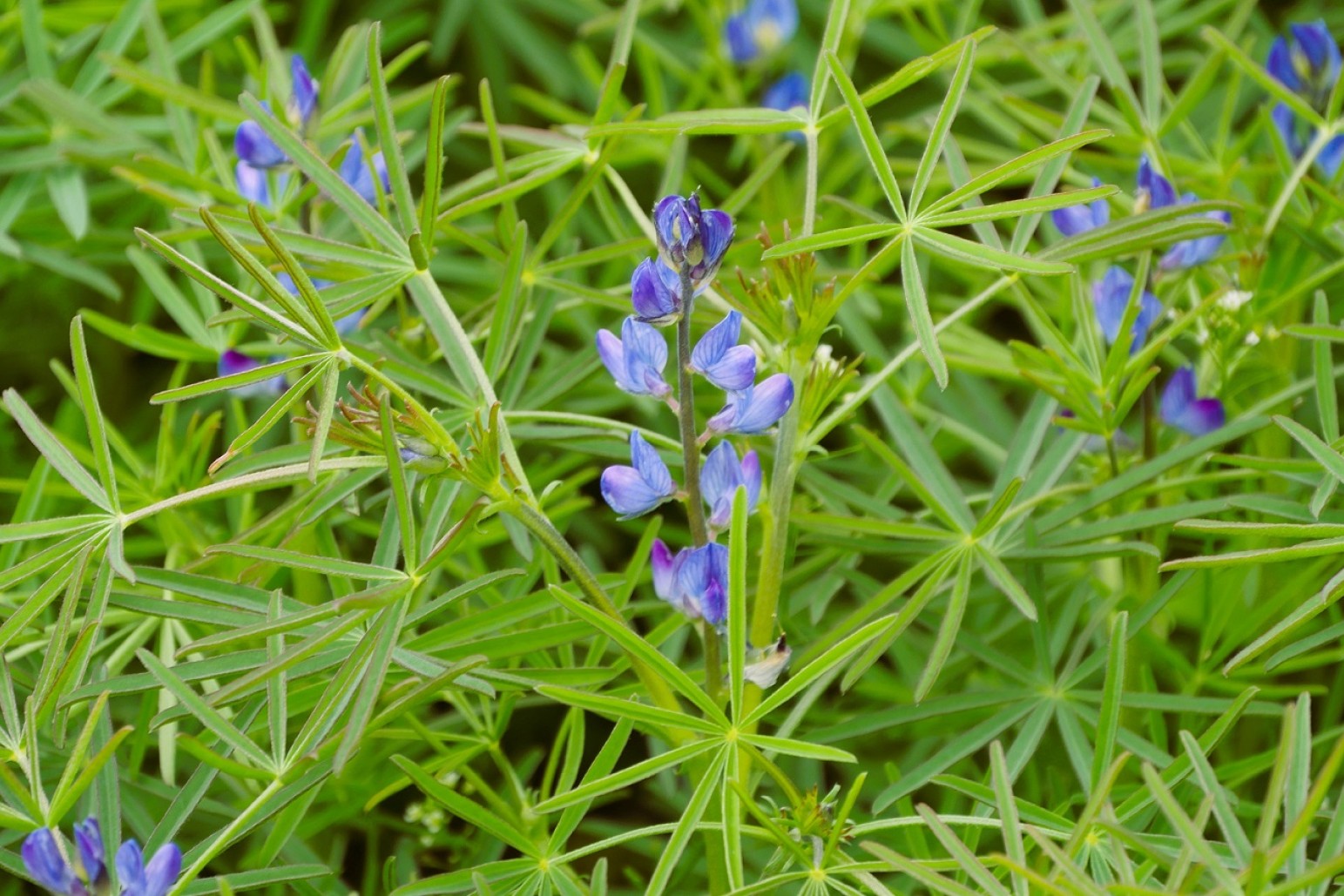 Nærbillede af smalbladet lupin