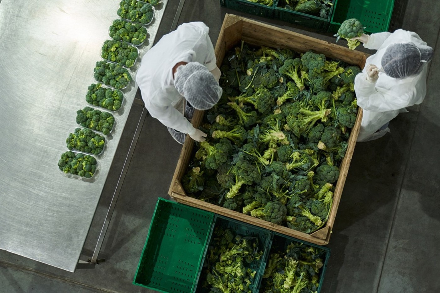 Blomkål i pakkeri hvor stokekne frasorteres