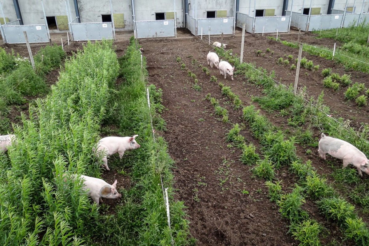 Grise går i en forsøgsfold med beplantning