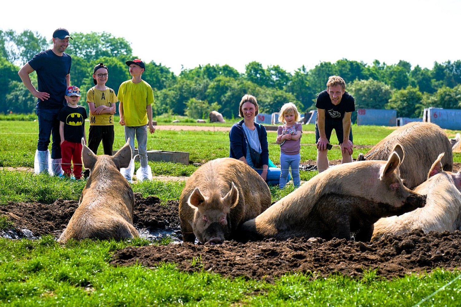 Grise ligger i et mudderbad, mens voksne og børn står og kigger på dem