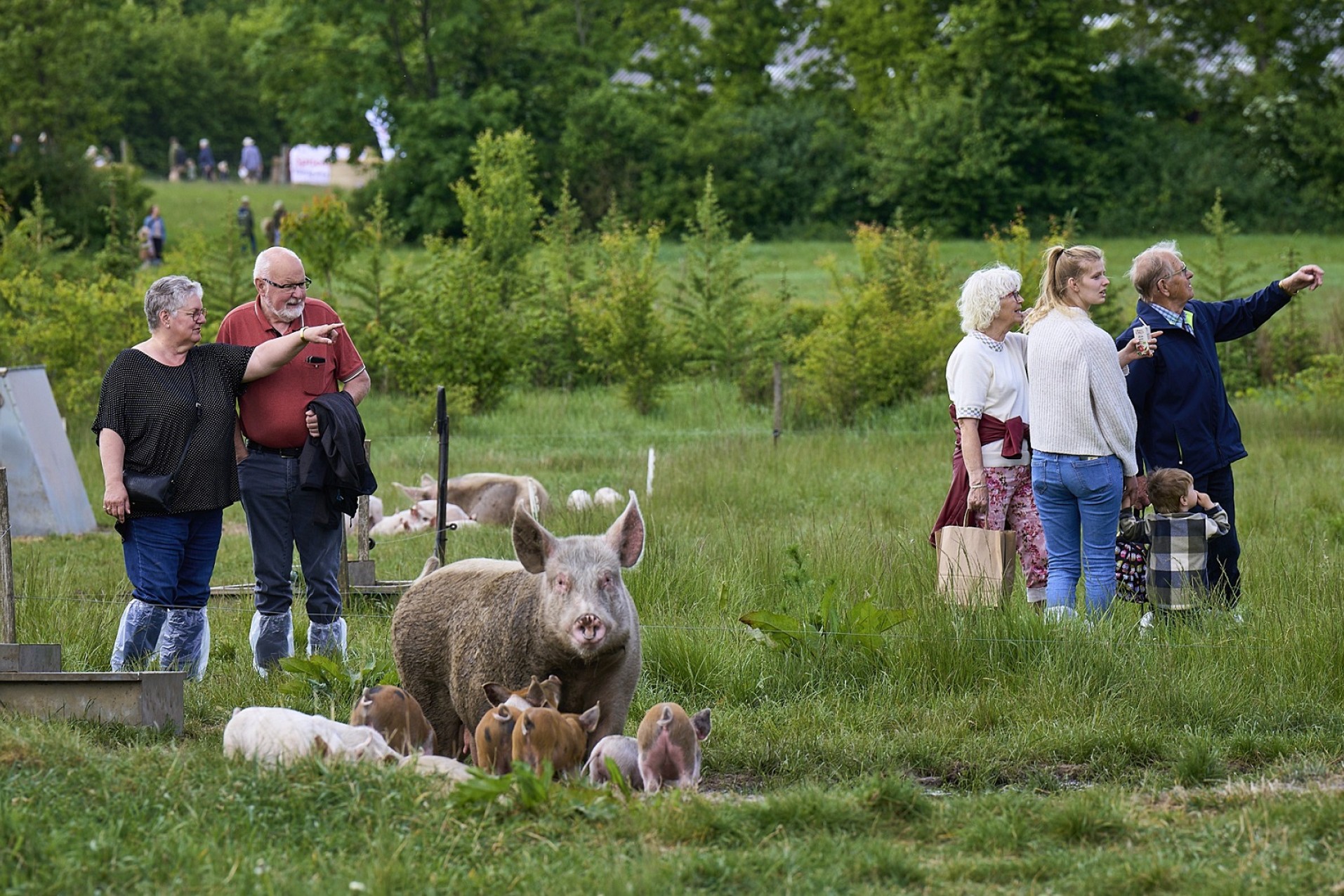 Besøgende står på en mark med grise