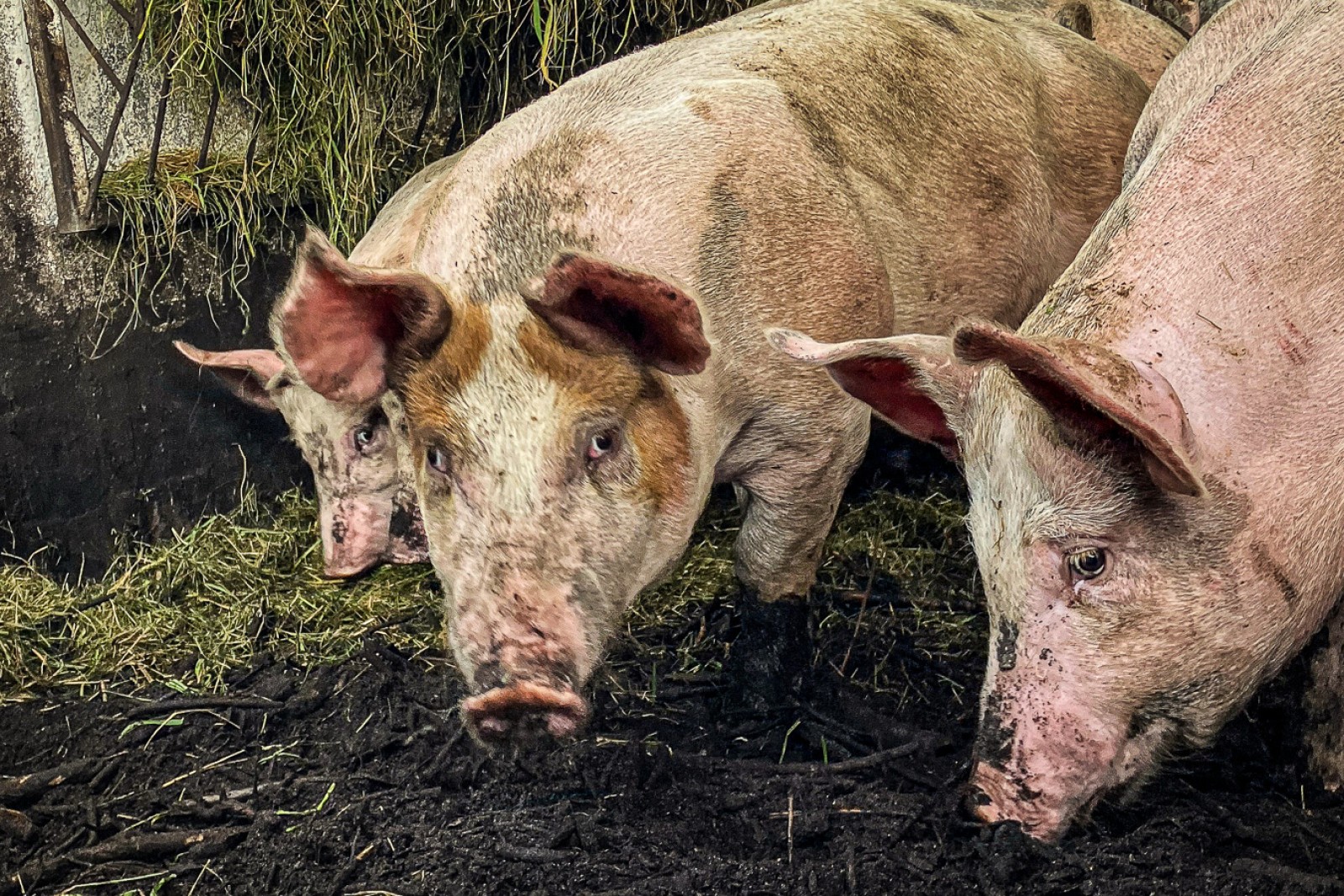 Slagtegrise står i fold og spiser frisk græs
