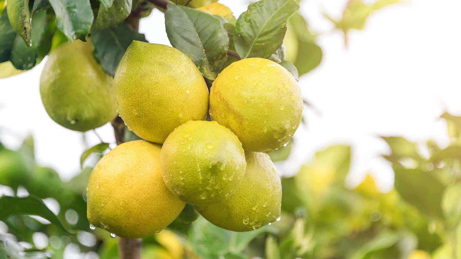 Citroner på gren