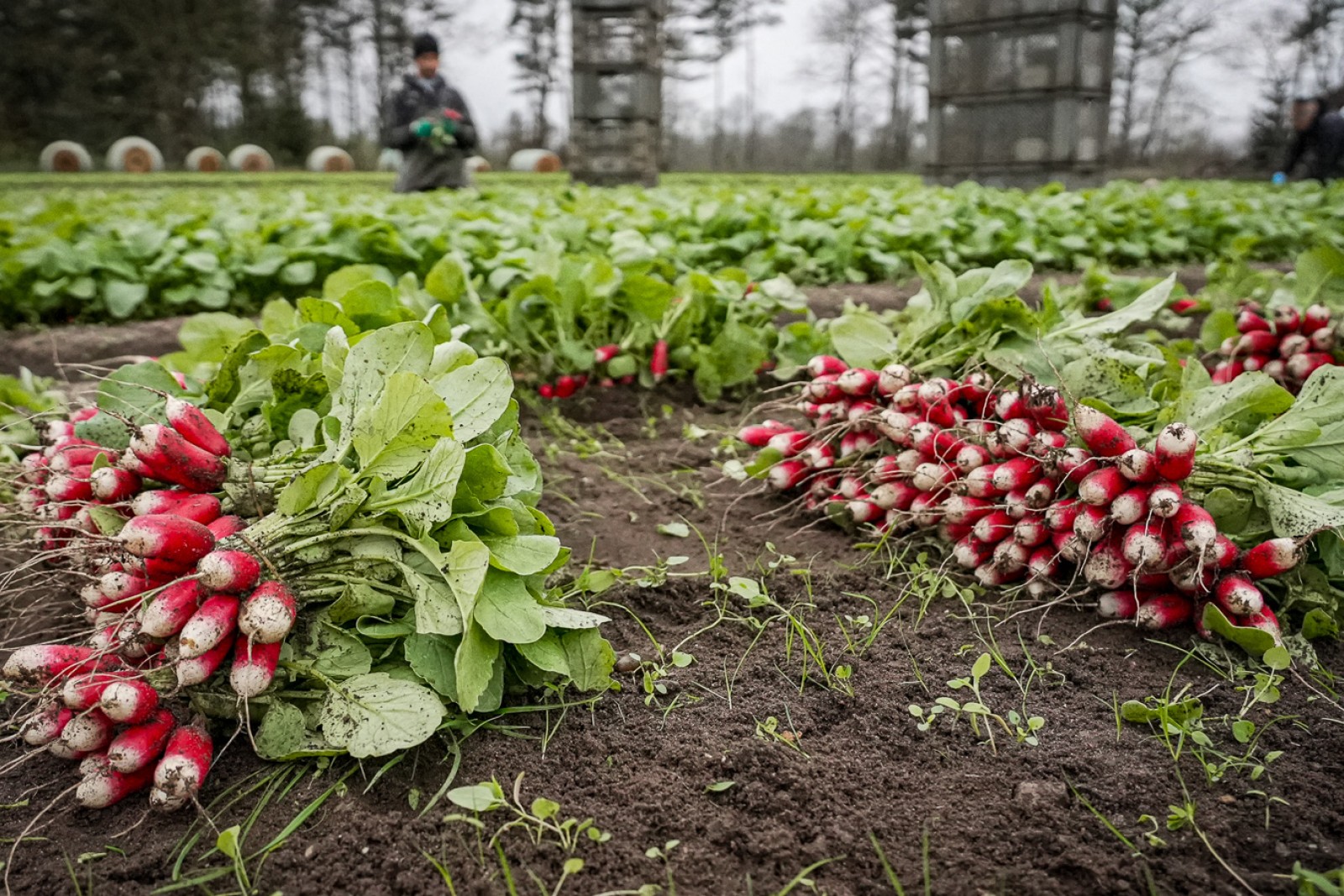 Radiser hos Axel Månsson i Brande