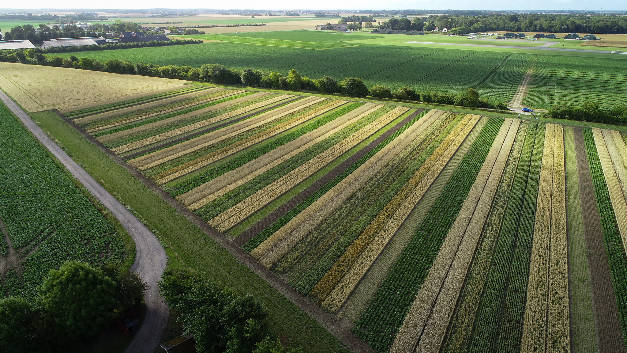 Dronefoto af en mark dyrket i striber i Holeby på Lolland