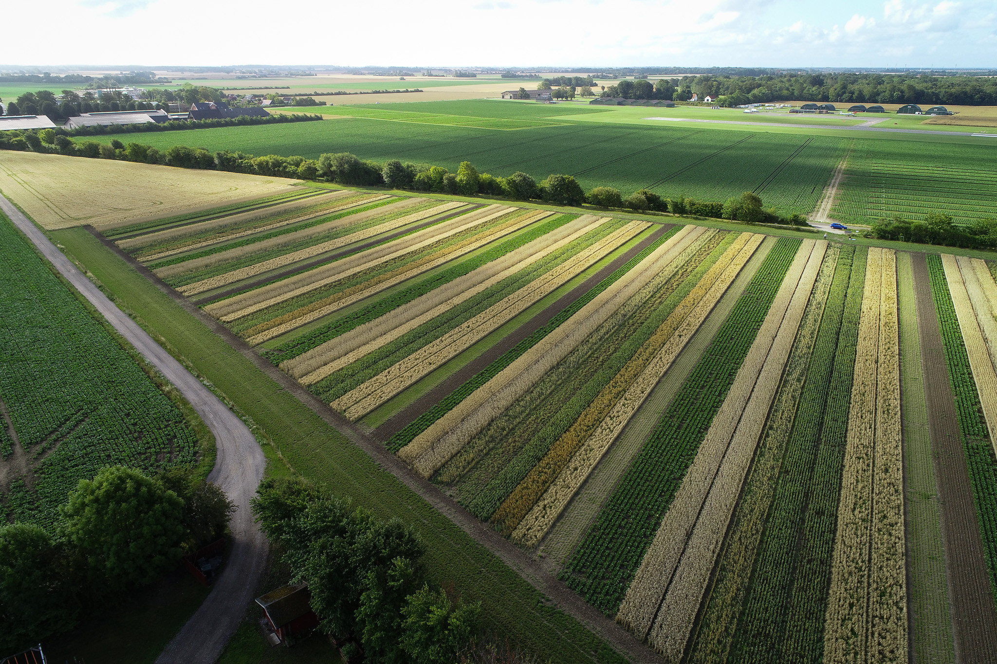 Dronefoto af en mark dyrket i striber i Holeby på Lolland