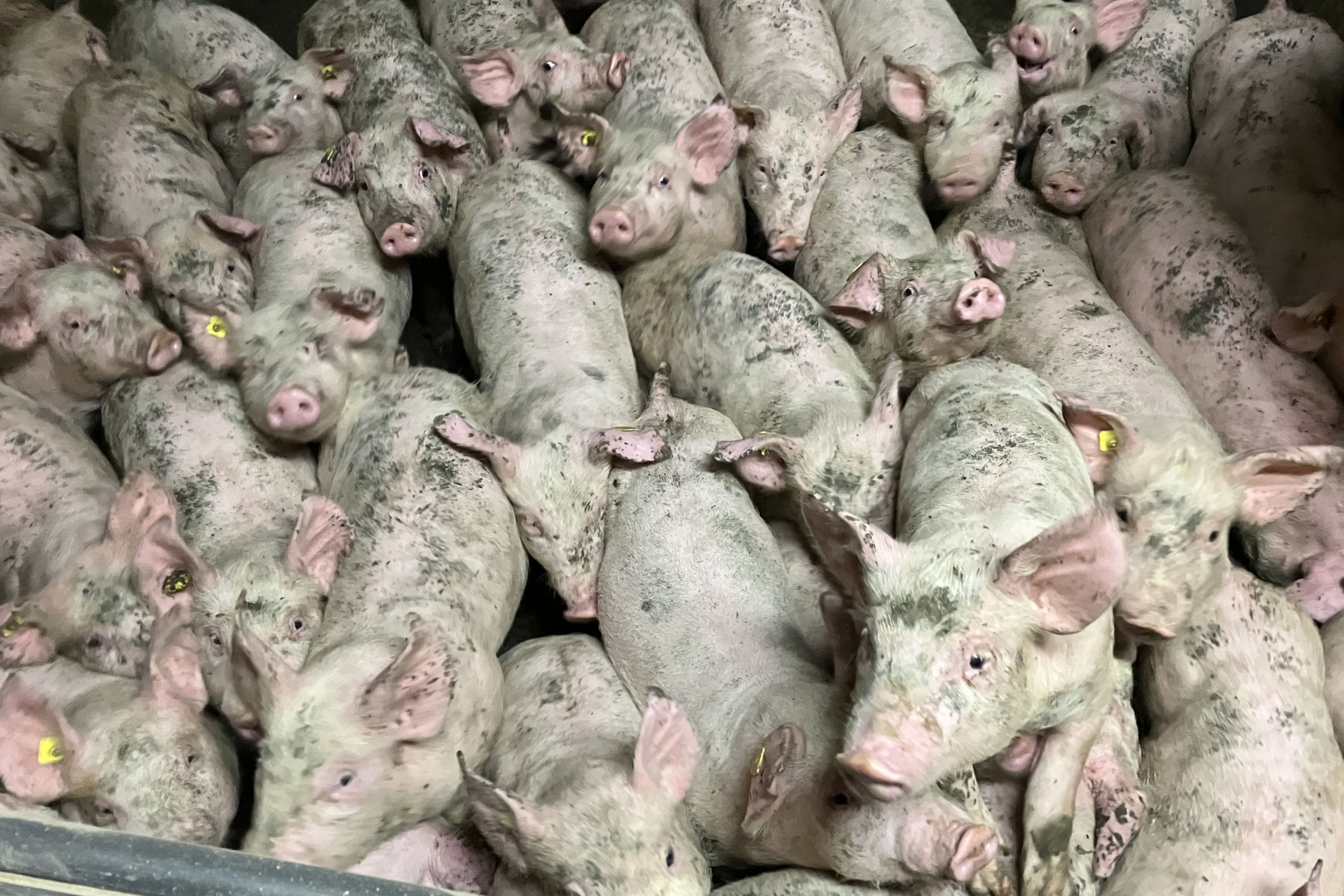 En flok grise står tæt stuvet sammen i en stald