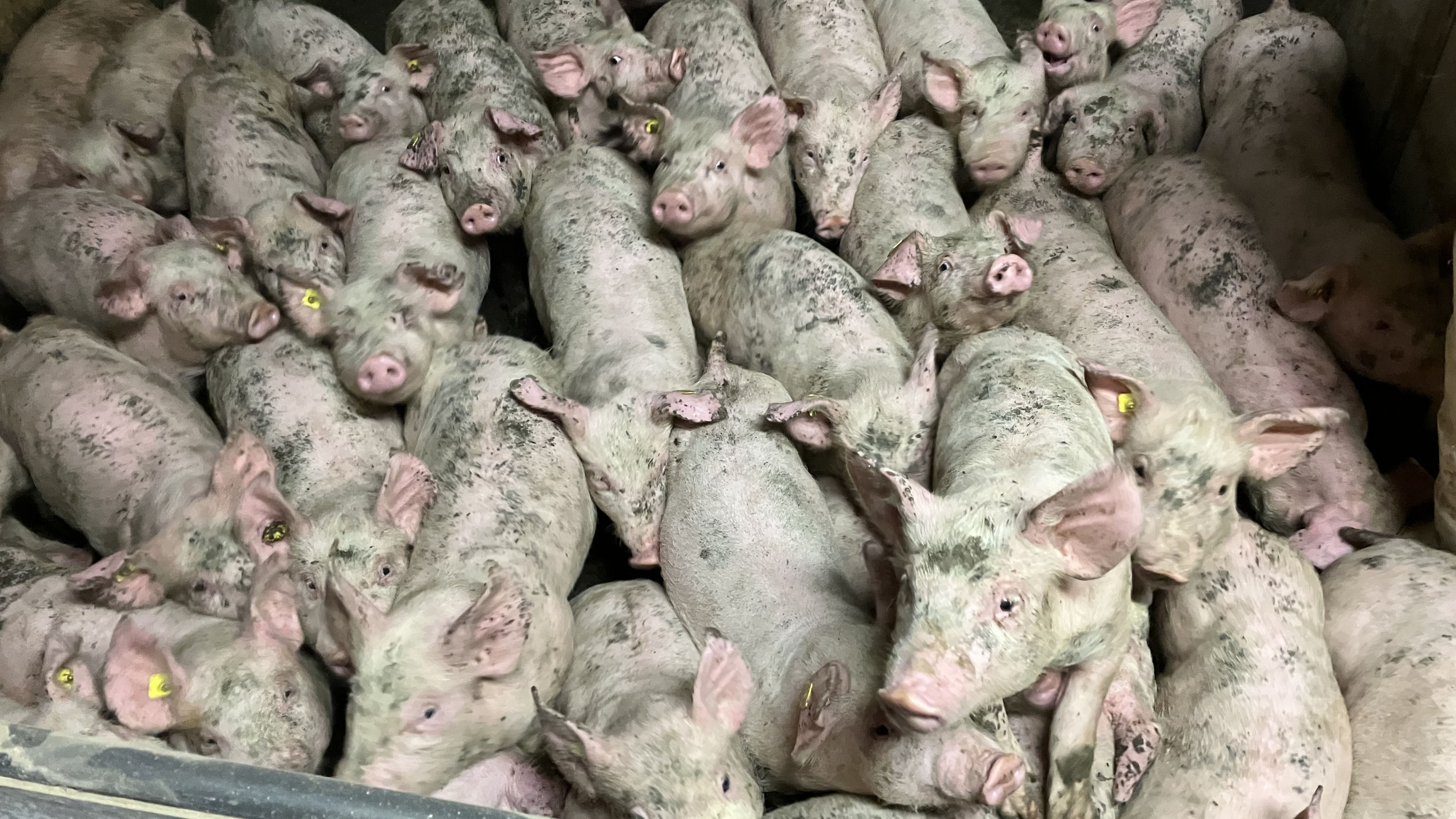 Flere eksperter peger på, at dansk lovgivning tillader for mange grise på for få kvadratmeter