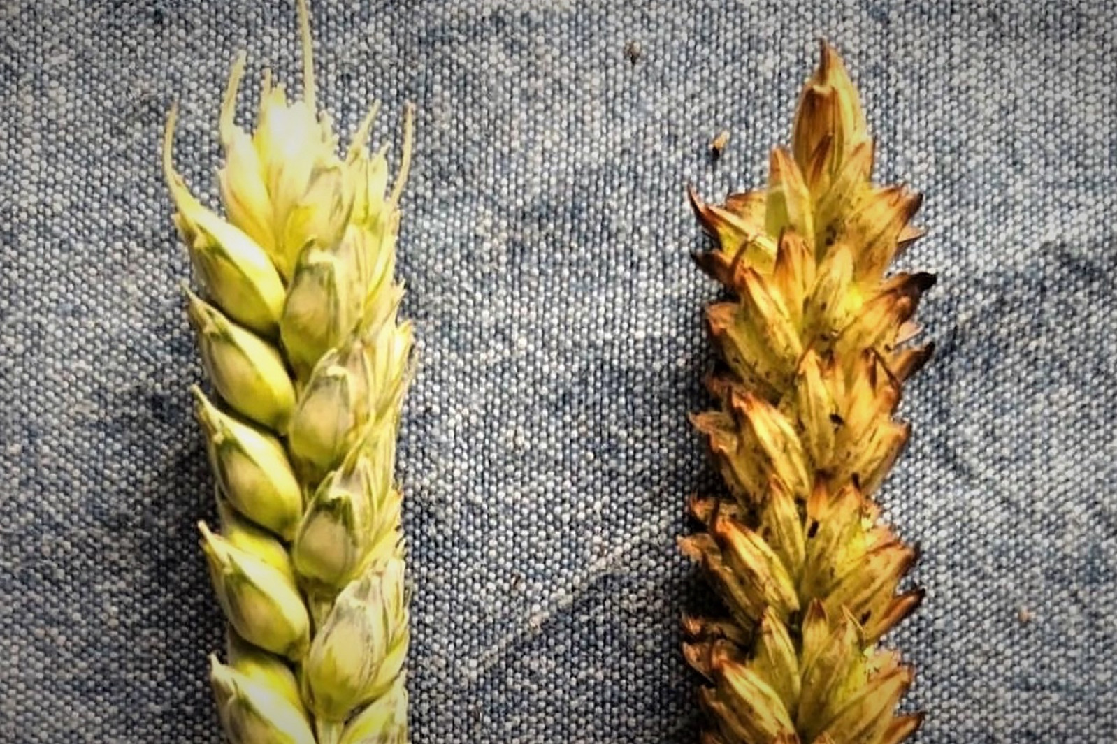 Nærbillede af korn, hvoraf det ene er før afbrænding og det andet efter