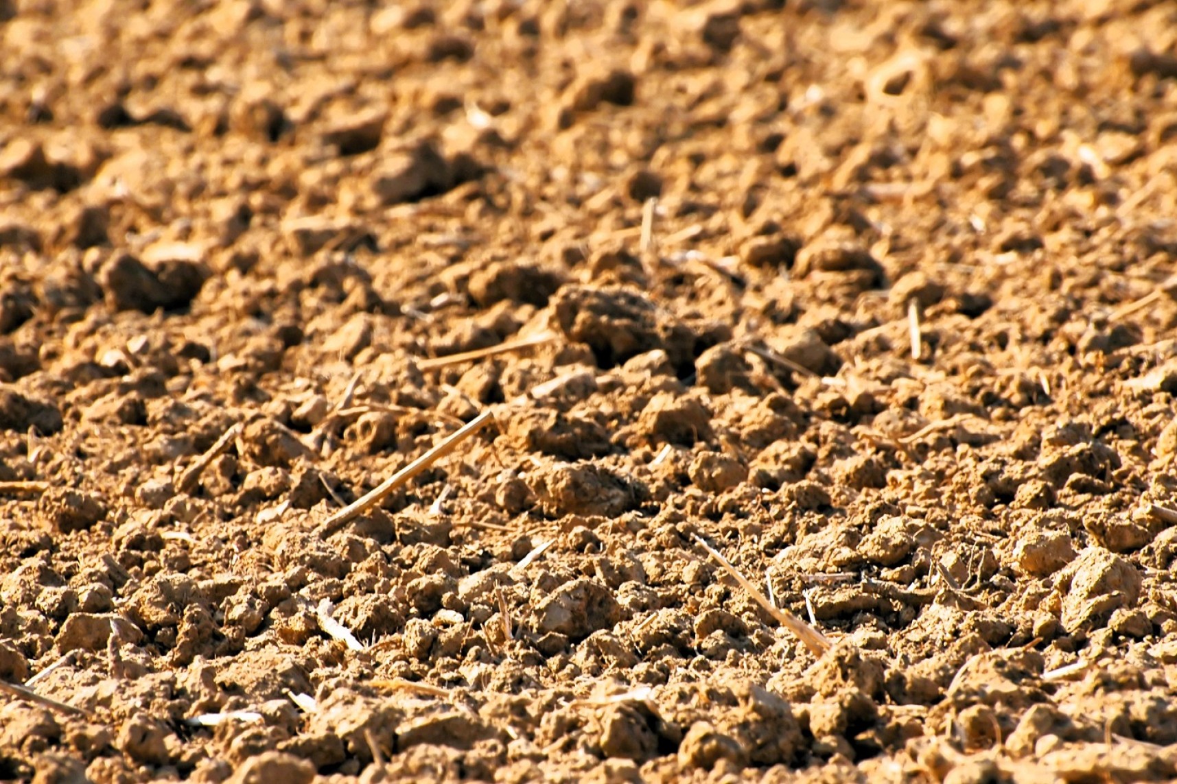 Nærbillede af tør jord