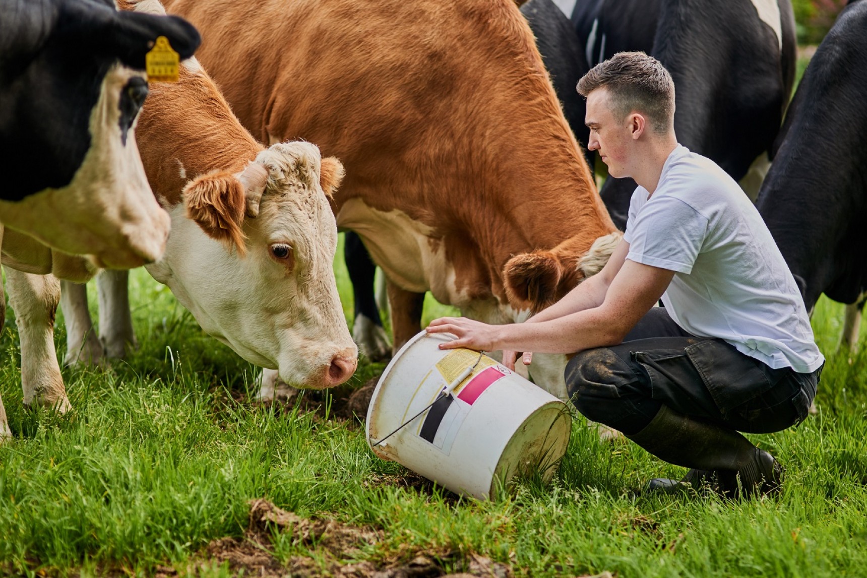En mand sidder på hug og fodrer køer på græs