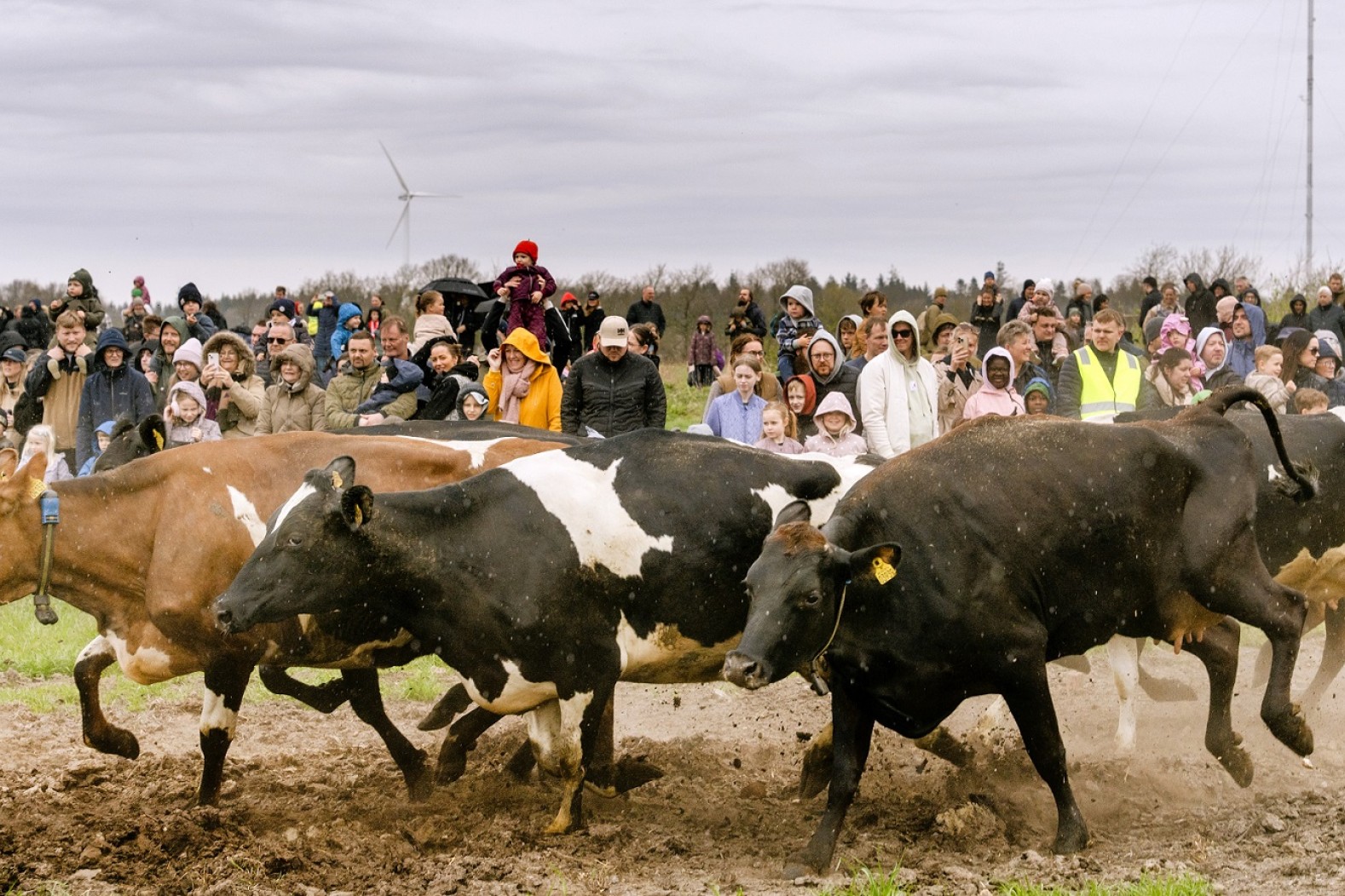 Køer løber på jord mod græs - bagved står tilskuere til Økodag