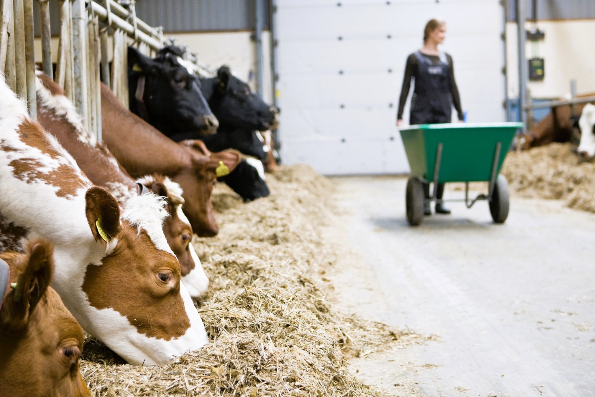 En kvinde går med en trillebør i en kvægstald