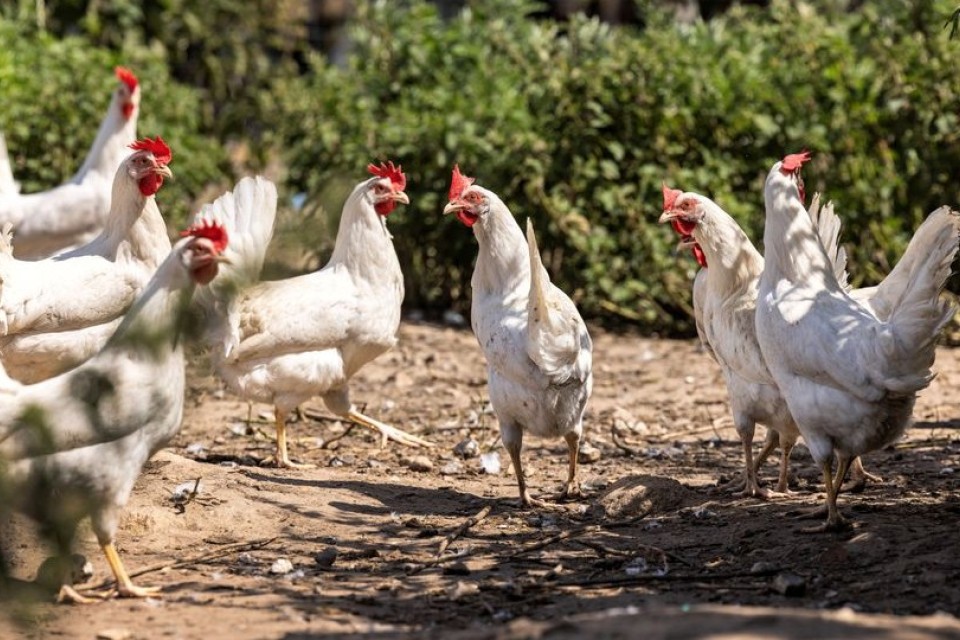 Høns i hønsegård
