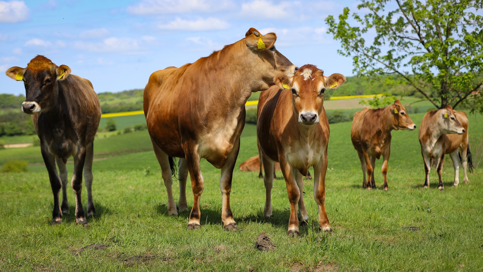 Thisekøer på græs
