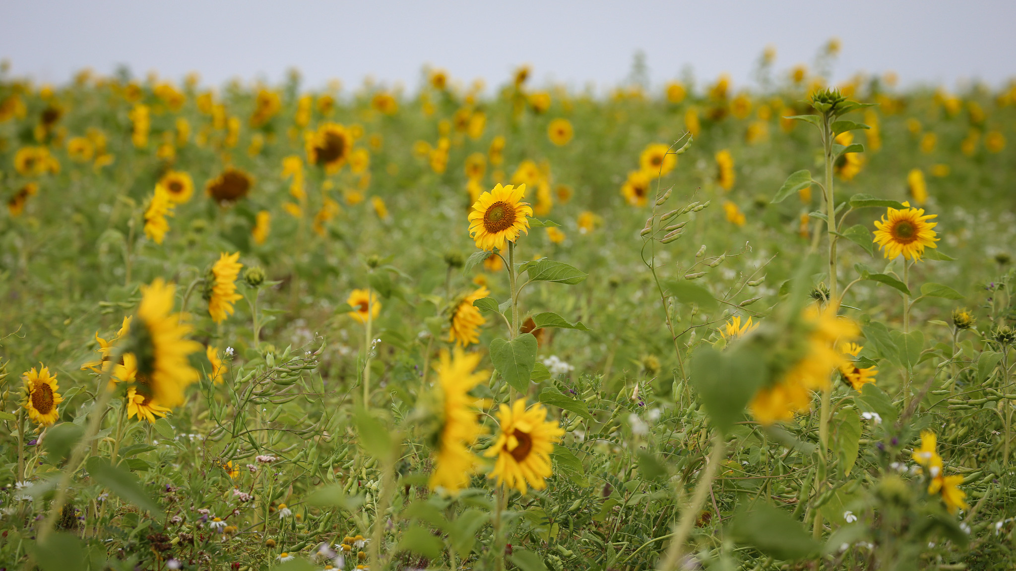 Især blandt konventionelle kartoffelavlerne i Midt- og Vestjylland er blomsterbrak populære i sædskiftet - her ses blomsterbrak på kanten af en kartoffelmark