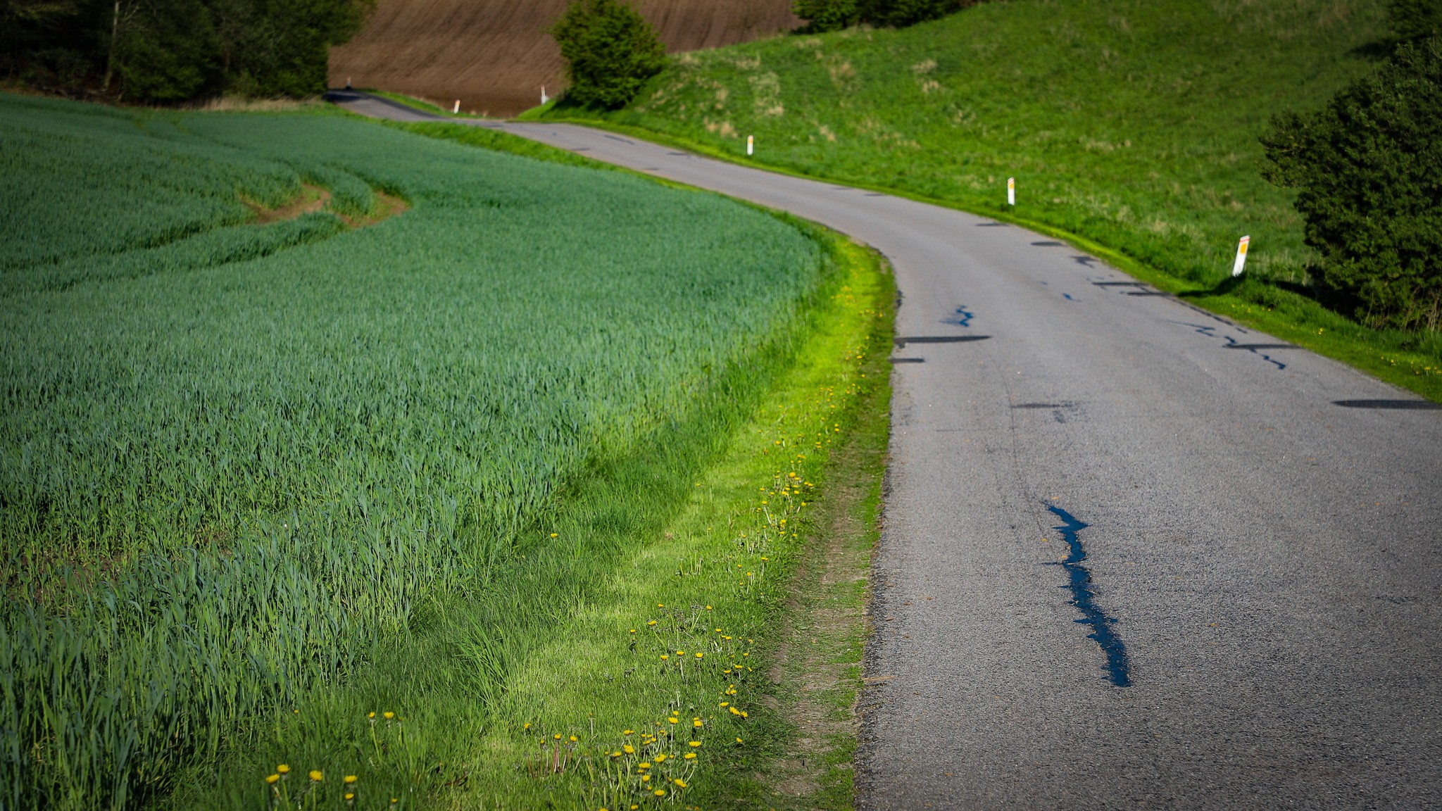 På denne vej i Viborg Kommune slår en haveejer selv græsset på en lang strækning helt op til en kornmark, der heller ikke genererer meget biodiversitet