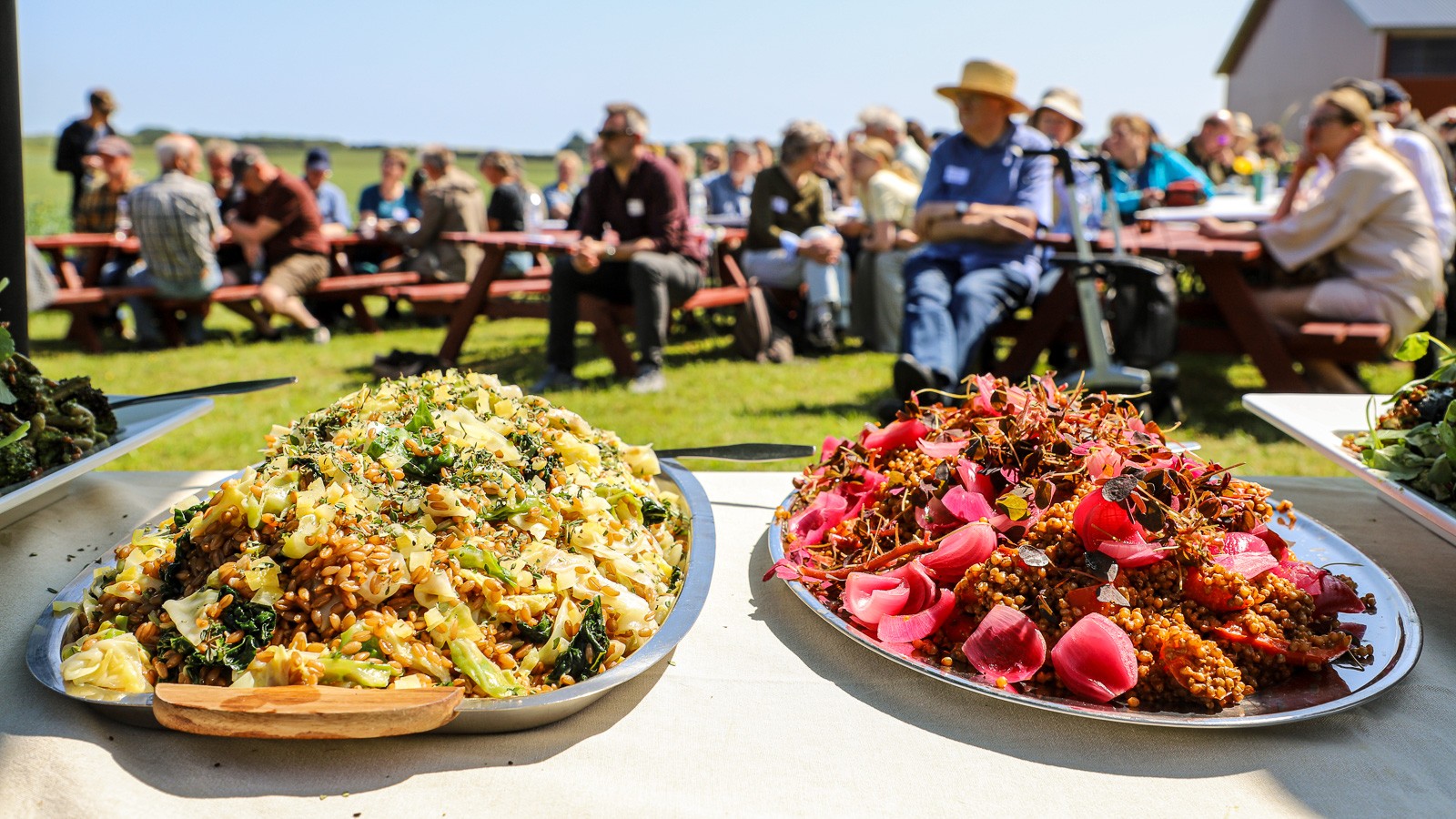 Kokken Oliver Bendi fra Aura Dining i Aalborg havde forberedt en frokost med en stribe plantebaserede retter, hvor Landsortens korn spillede hovedrollen. Kålsymfoni med hele speltkerner marineret med ansjos og hvidløg, drysset med saltsyltet citron og citrontimian (t.v.). Ved siden af fristede perlespeltsorten Frøken Mild vendt i Romesco sauce med grillet rød peberfrugt, syltet rødløg og skovsyre