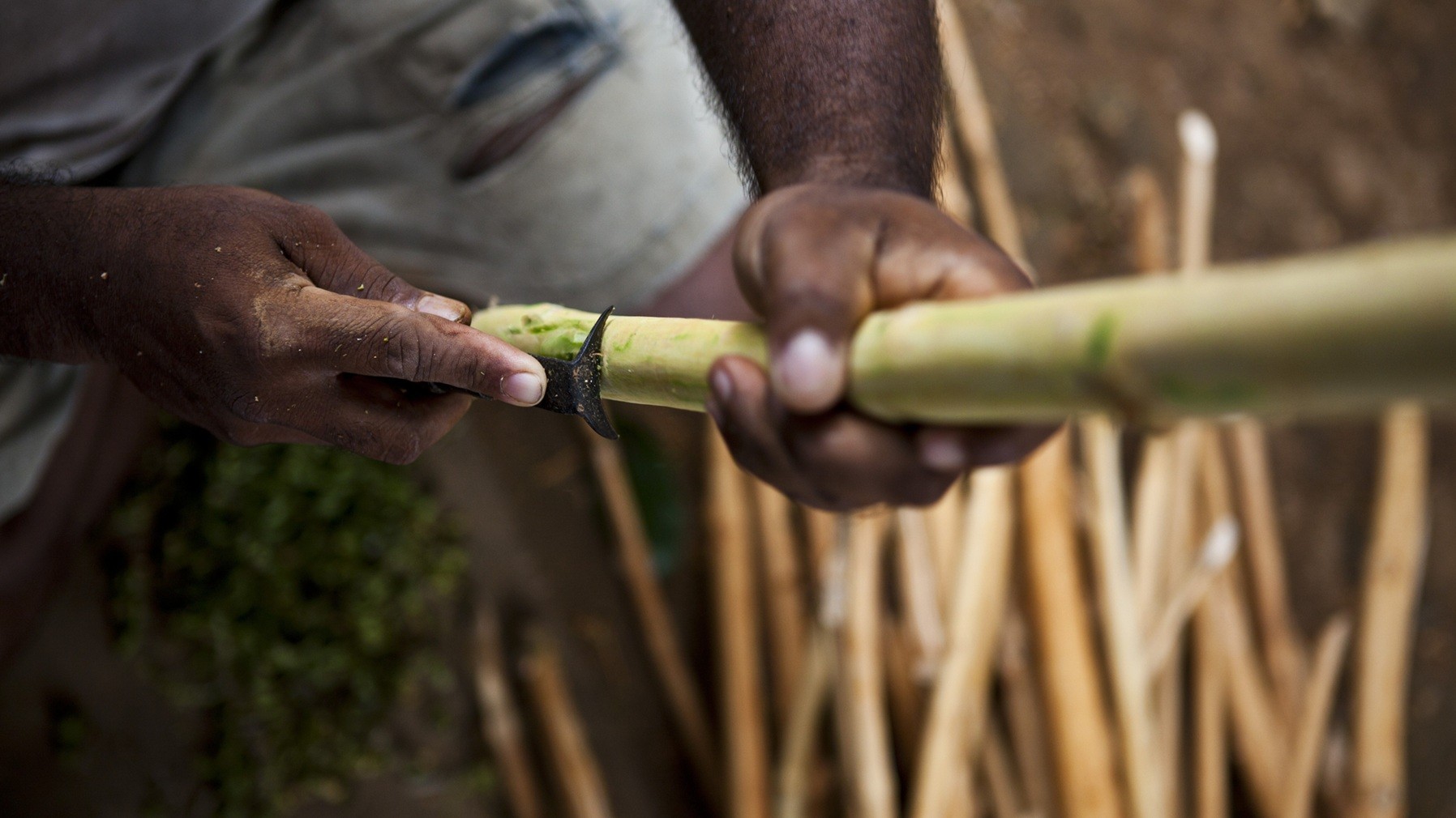 Mill & Mortar henter bl.a. økologisk kanel fra økologiske producenter i Sri Lanka, som Iben Büchert senest besøgte i januar
